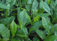 番茄潛葉蛾最佳防治方法？