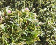 臨沂特產(chǎn)送人必買清單？