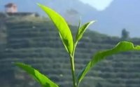 客田鎮(zhèn)：茶樹吐新芽，茶農(nóng)喜增收