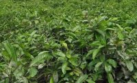 2024年4月茶樹最新詳情：茶樹過度種植、供過于求